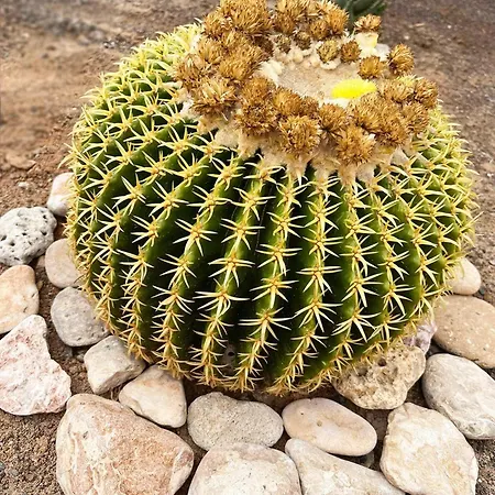 Alex's House アパート